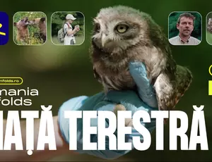 Pajiști, ecoducte și infrastructură critică: trei modele prin care România își protejează biodiversitatea