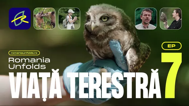 Pajiști, ecoducte și infrastructură critică: trei modele prin care România își protejează biodiversitatea